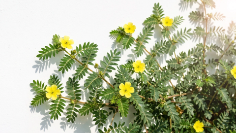 Atklājiet dzīvesprieku ar Tribulus terrestris