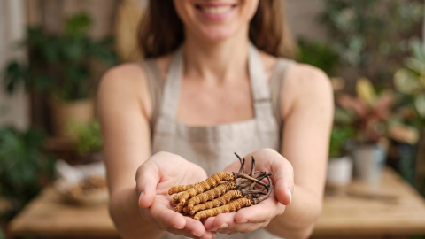 Cordyceps sinensis ar neticamu dzīves ciklu